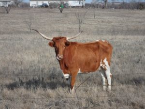Texas cattle ranches for sale